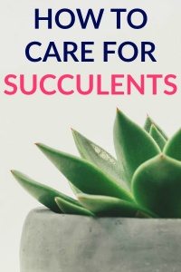 How to Care for Succulents from a Reformed Plant Killer